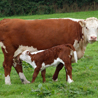 Hereford version